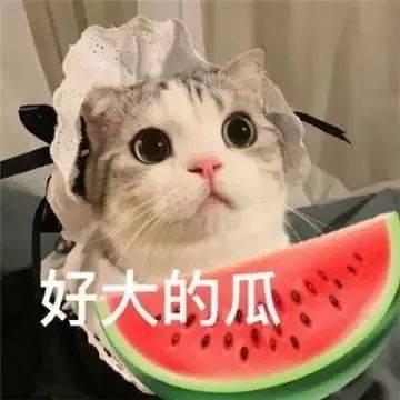 吃瓜逛街的网红,揭秘网红圈生活点滴 第3张 吃瓜逛街的网红,揭秘网红圈生活点滴 第3张